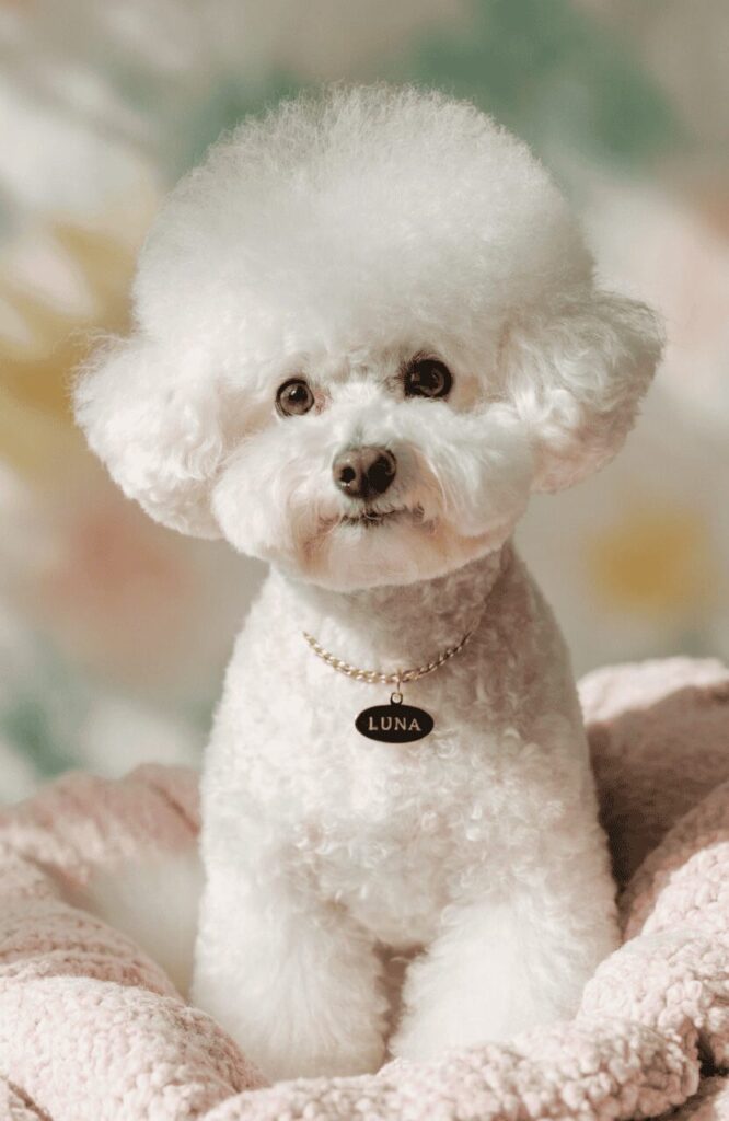 female small dog names cute name tag
