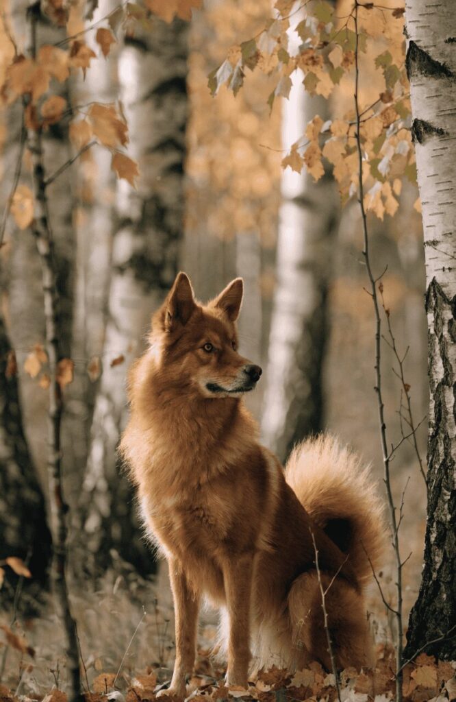 finnish spitz rare breed that looks like a fox