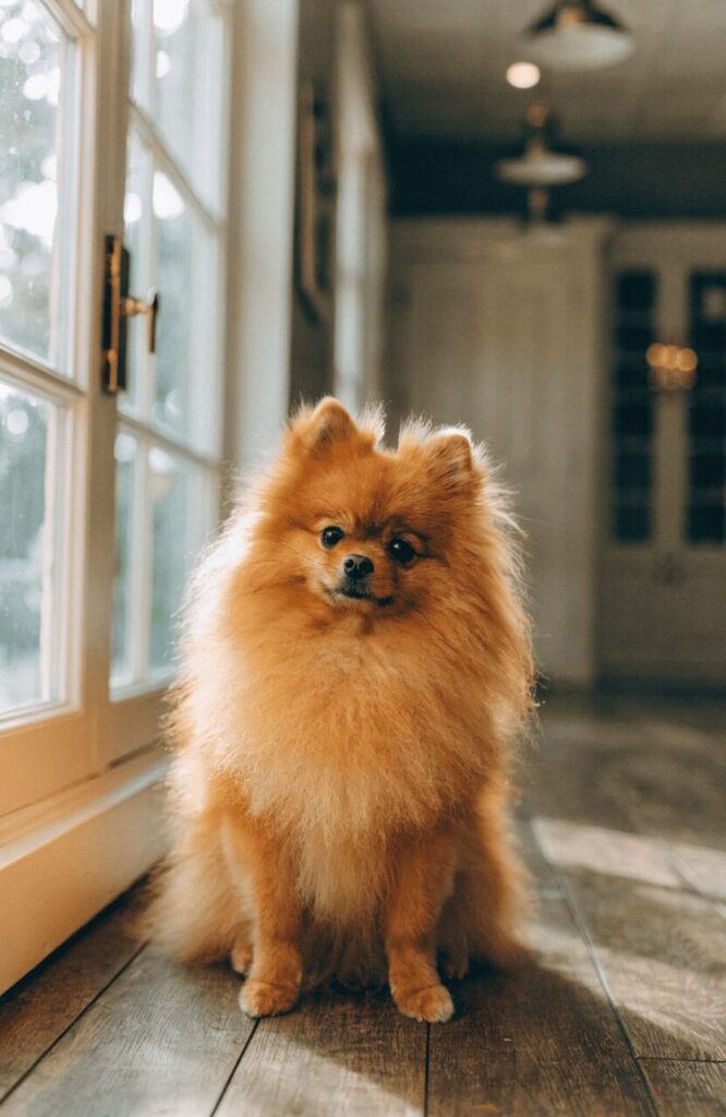 fluffy Pomeranian with hidden pointy ears