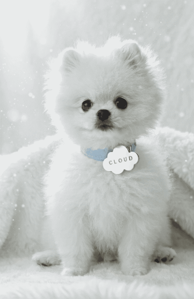 small fluffy dog names name tag portrait