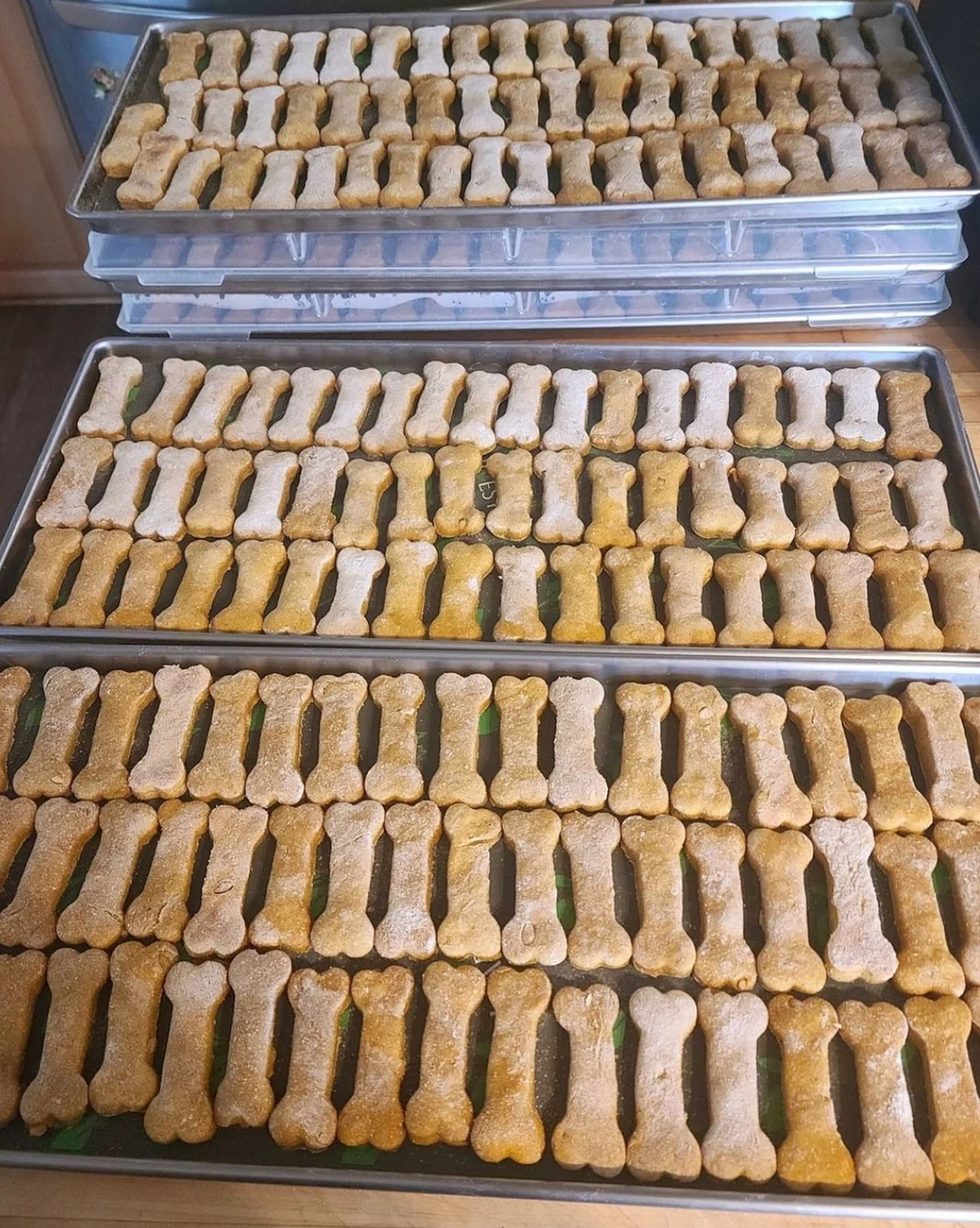 Freeze Dried Pumpkin Peanut Butter Treats