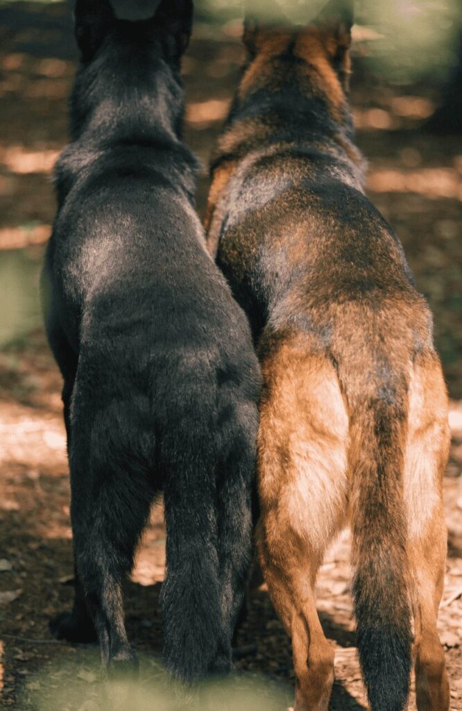 German Shepherd coat color saddle markings fur pattern natural light