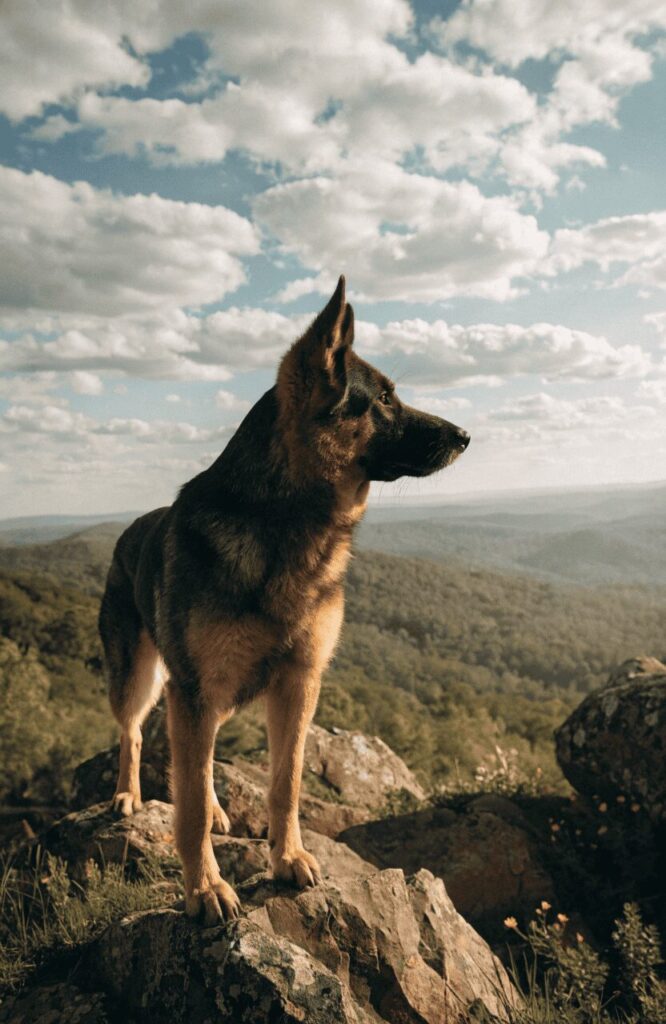 German Shepherd loyal strategic all-round working dog