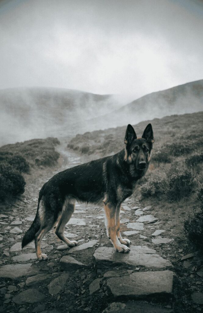 German Shepherd standing alert on a misty highland trail as a loyal protective hiking companion