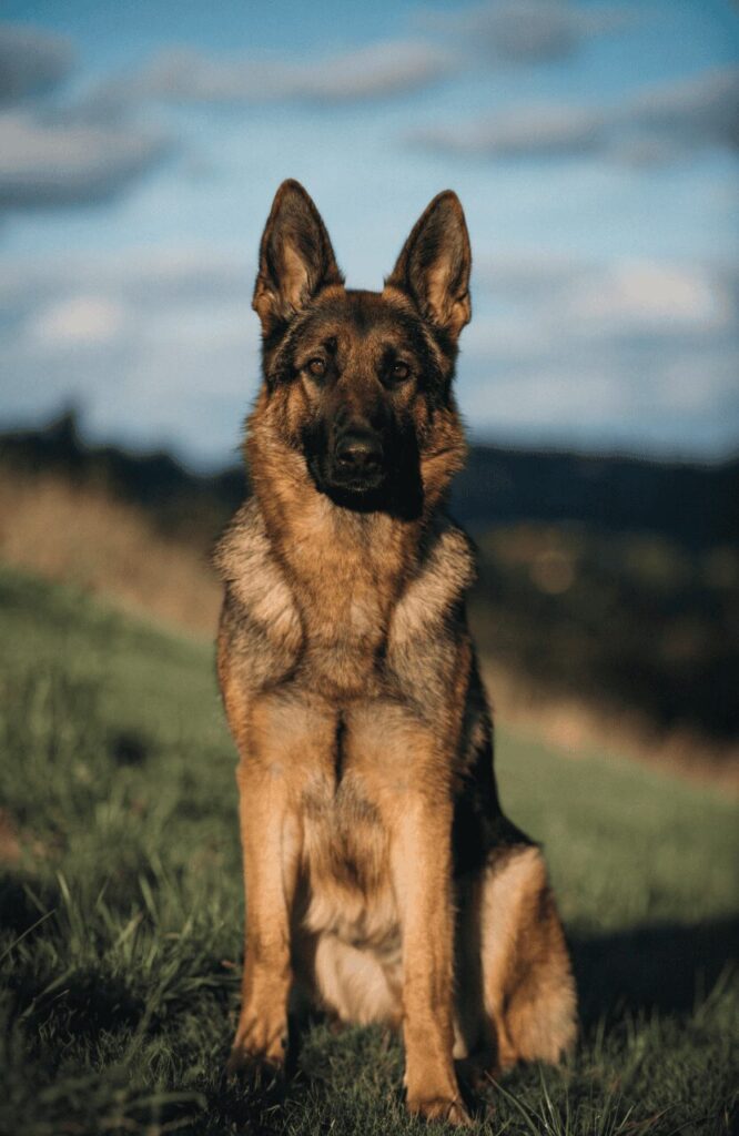 German Shepherd realistic outdoor field photo