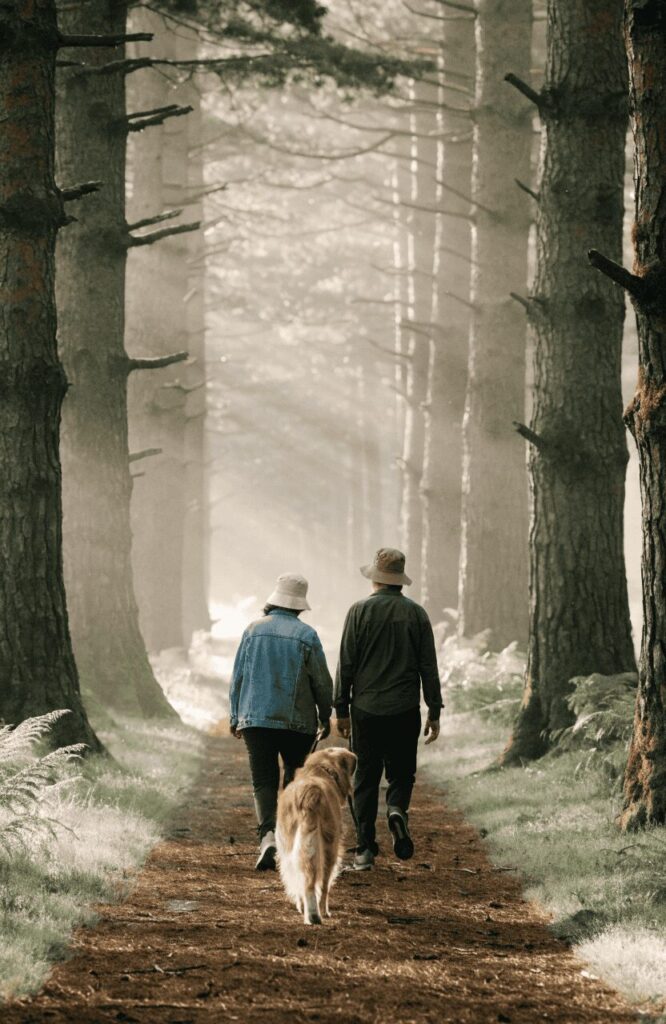 Golden Retriever leading a hiker couple on a misty morning trail showing its easy temperament as a hiking dog