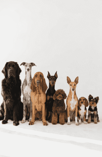 How We Ranked Smartest Dog Breeds Intelligence Types