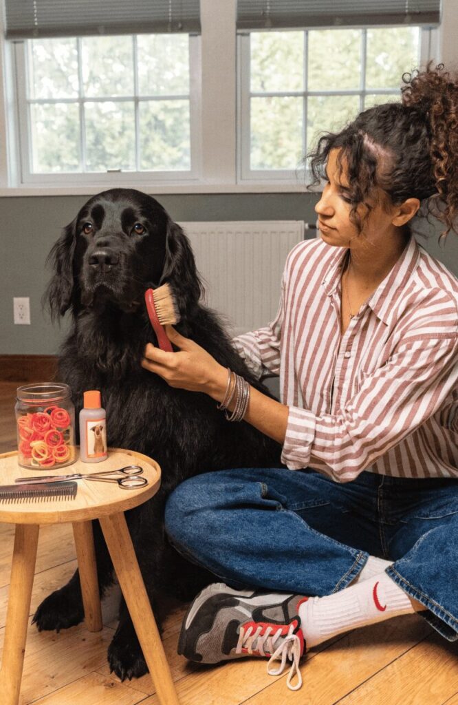 owner grooming black dog at home coat care routine
