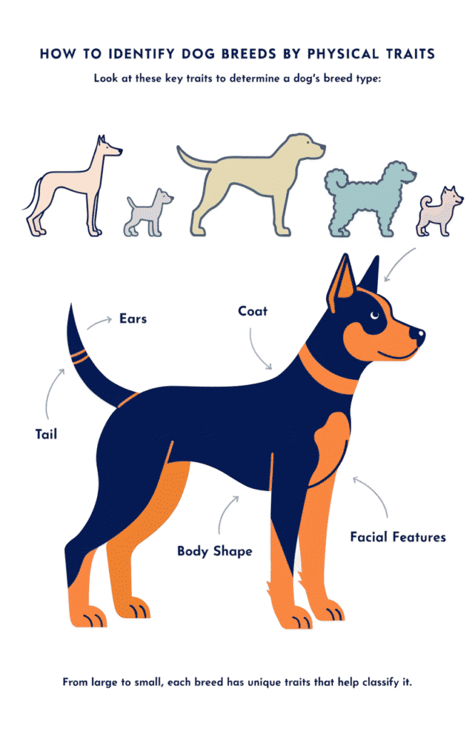 identifying dog breed through physical appearance