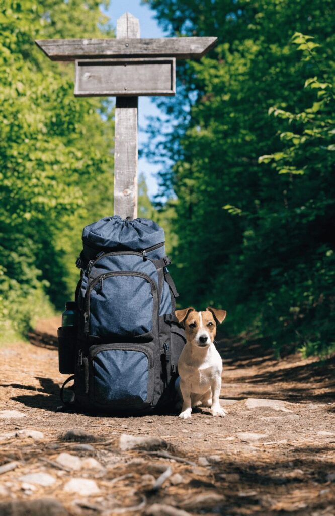 Jack Russell Terrier small hiking dog dwarfed by a full hiking backpack showing its compact size
