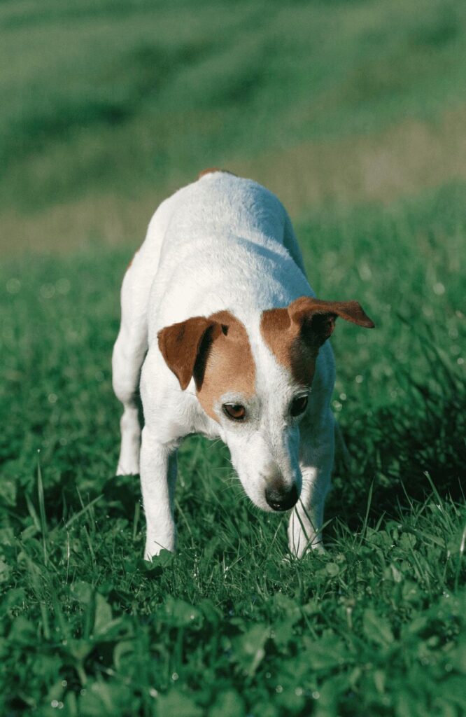 realistic Jack Russell Terrier outdoor action photo