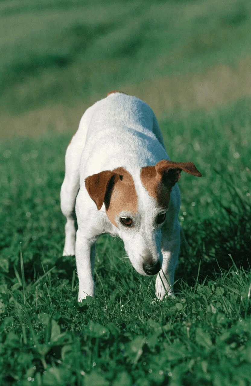 realistic Jack Russell Terrier outdoor action photo