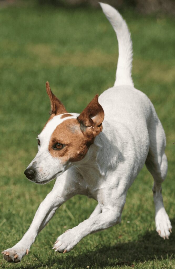 Jack Russell Terrier prey drive and reactivity