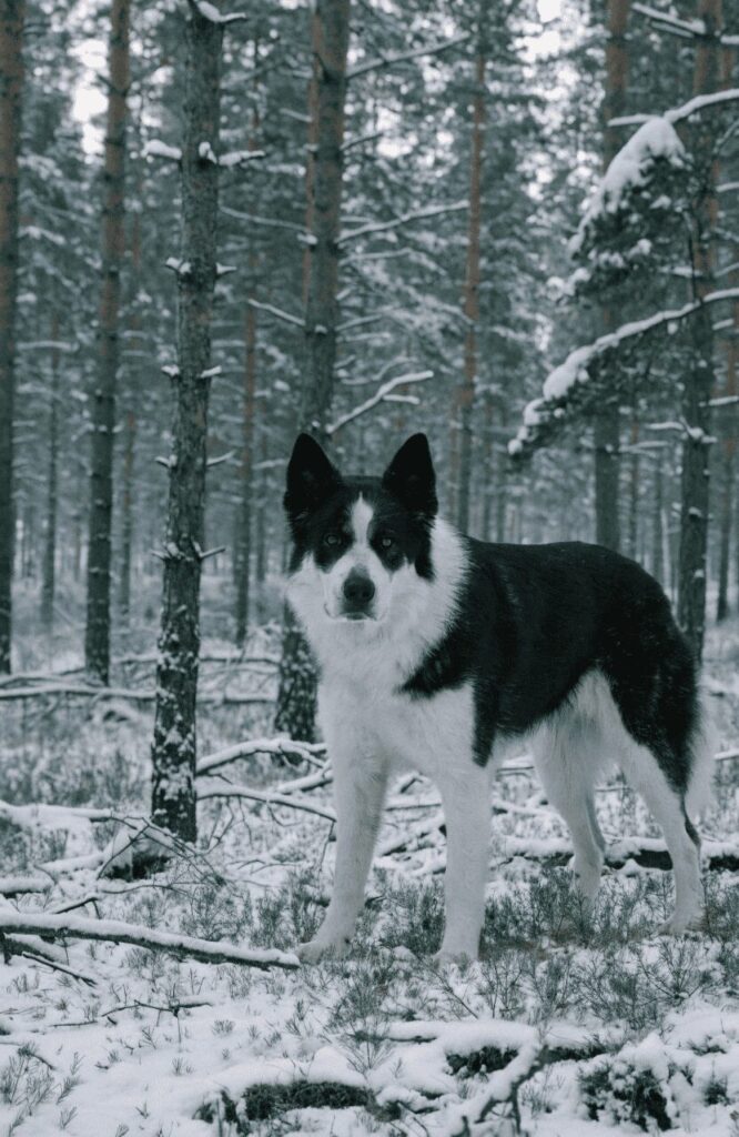 karelian bear dog in boreal forest finland