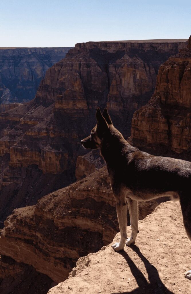 Kugsha wolf like dog in strong profile against a vast desert canyon background