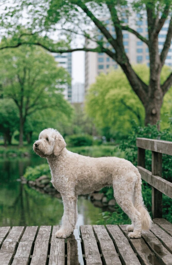 Labradoodle big mixed dog editorial photo