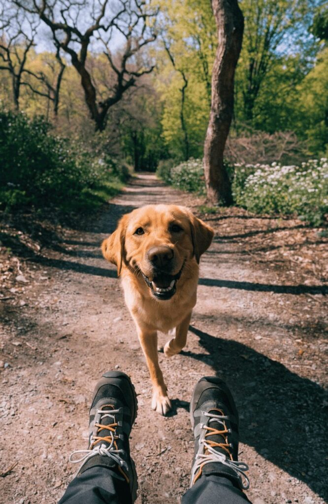 best dog breeds for hiking shown from hiker POV looking down at loyal Labrador on a trail