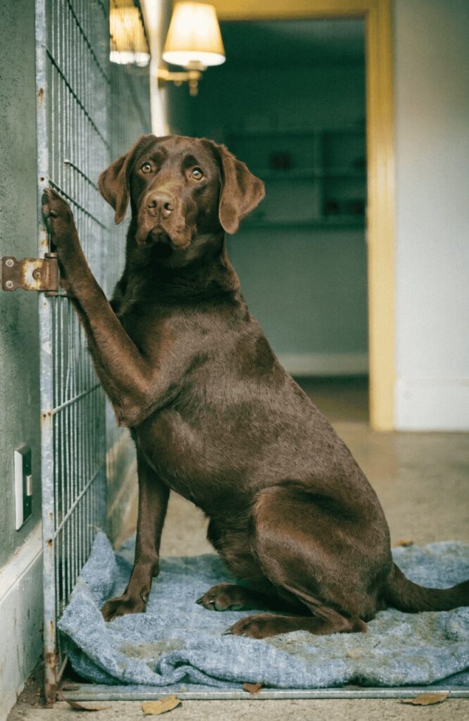 Labrador Retriever rescue dog adoption