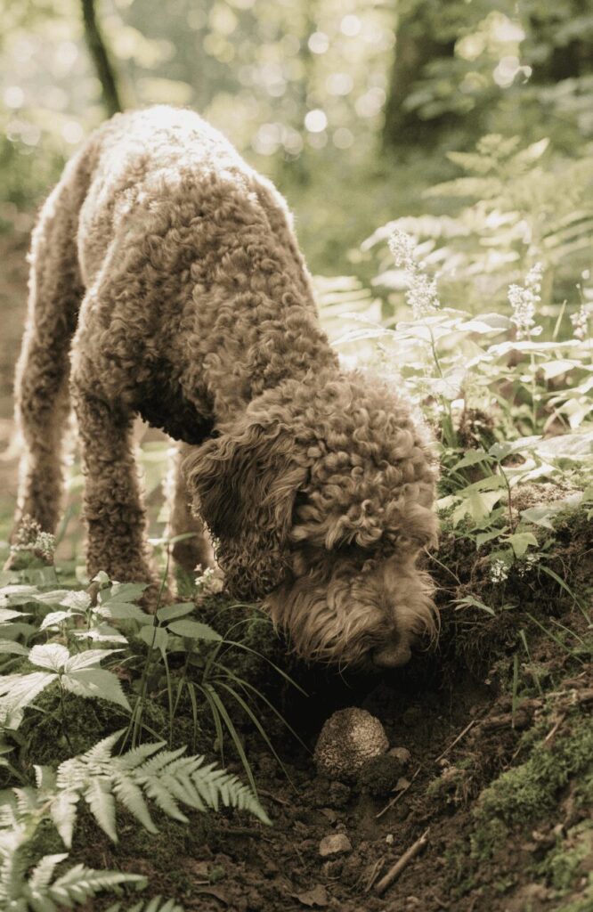lagotto romagnolo rare italian truffle hunting dog breed