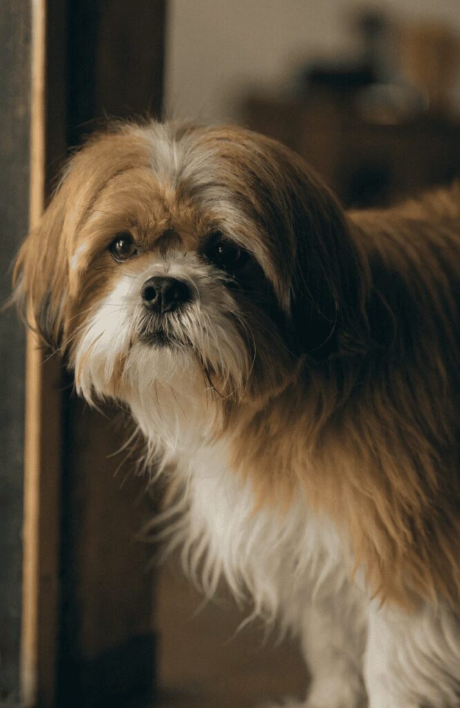 Lhasa Apso watchdog guardian instinct