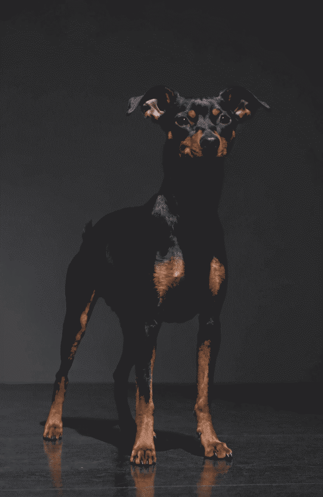 Miniature Pinscher dominant territorial dog