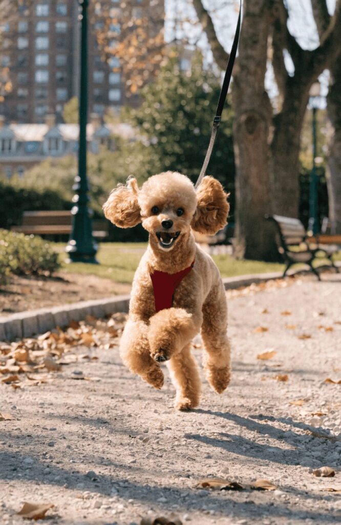 Miniature Poodle curly hairy dog on park walk