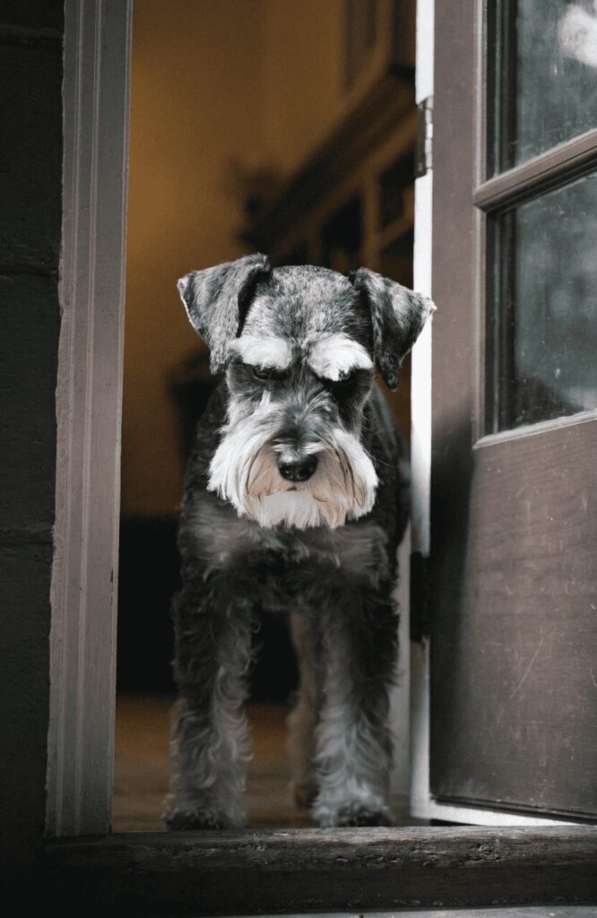 Miniature Schnauzer guarding entrance territorial watchdog