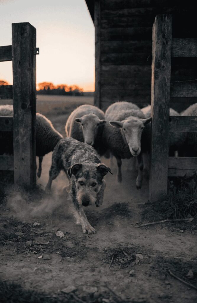 mudi herding sheep on hungarian farm at dusk