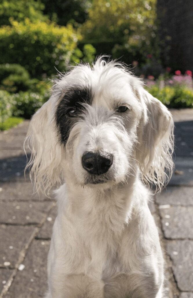 white dog with natural patches and markings