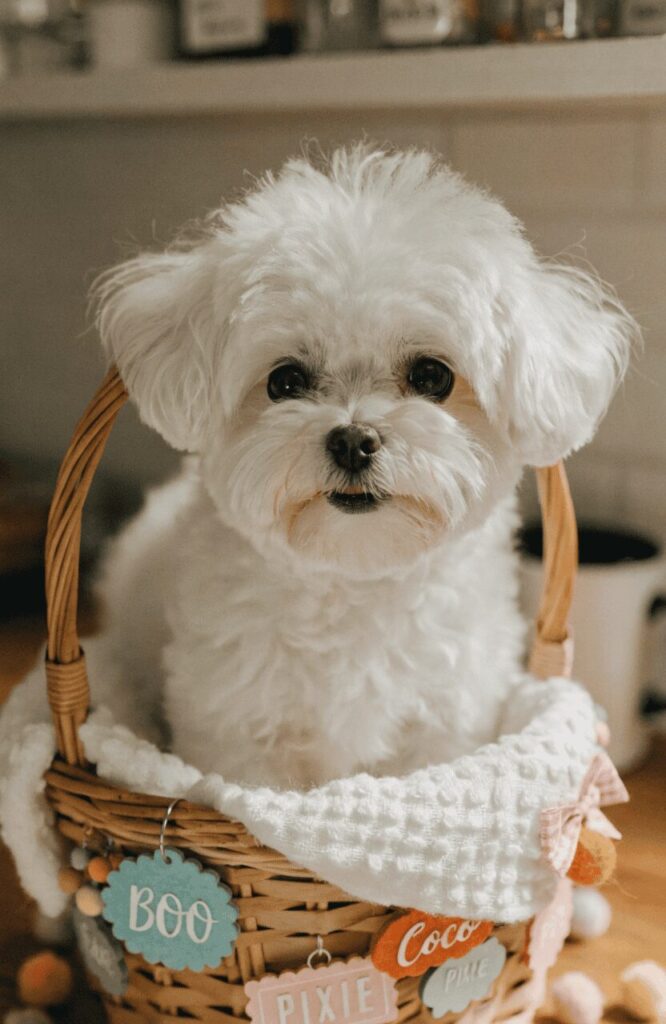 names for small white dogs cute tiny breed