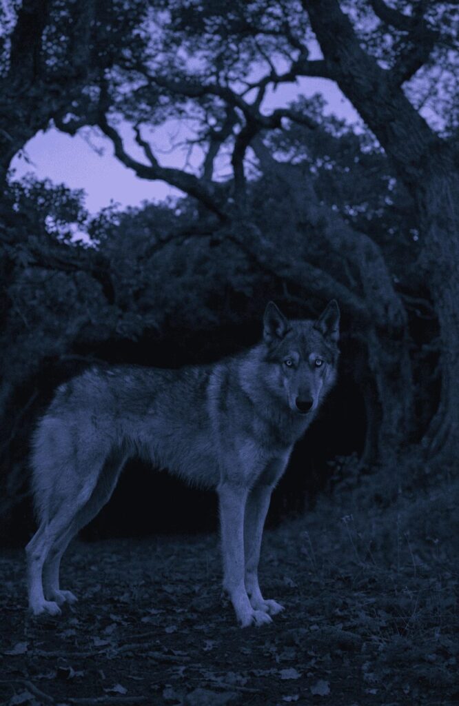 Northern Inuit dog at dusk in dark fantasy woodland lighting resembling a direwolf