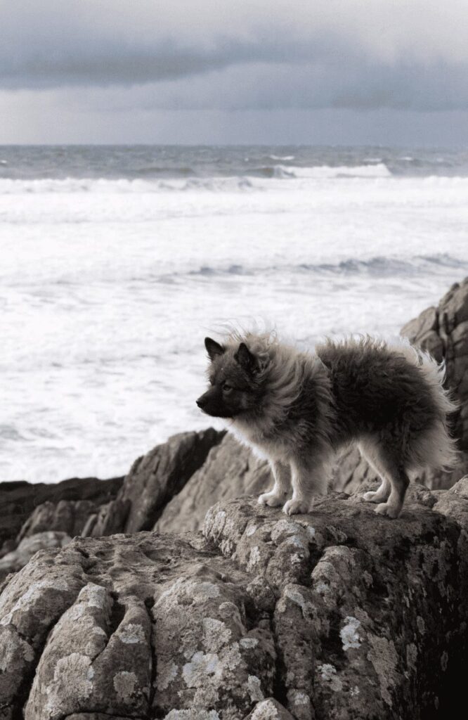 norwegian lundehund on rocky norwegian island