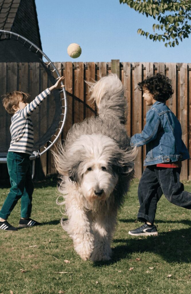 Old English Sheepdog shaggy breed in real family yard