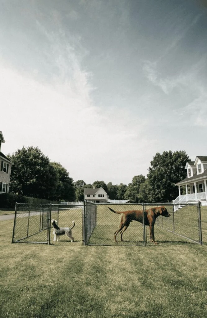 planning the right size for a backyard dog area