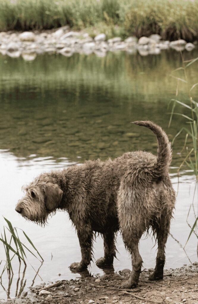 otterhound rare dog breed near water