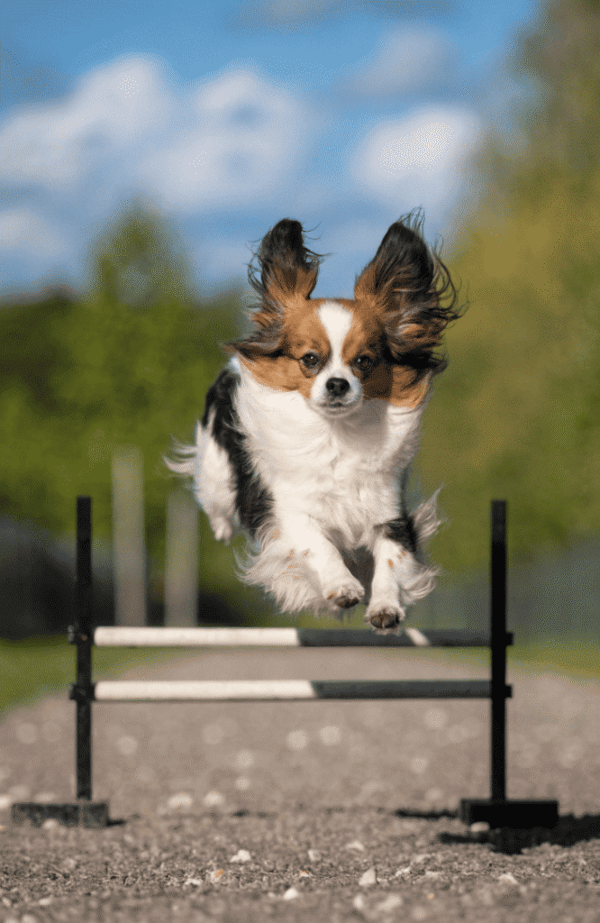 Papillon with butterfly pointy ears during agility