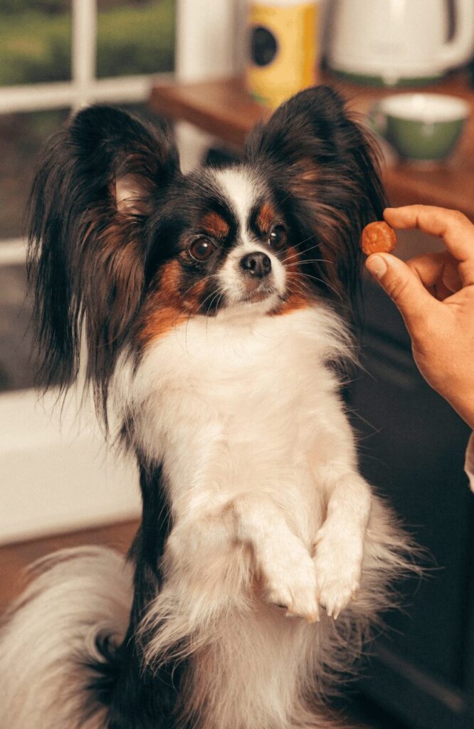 Papillon smartest small dog trick training performance
