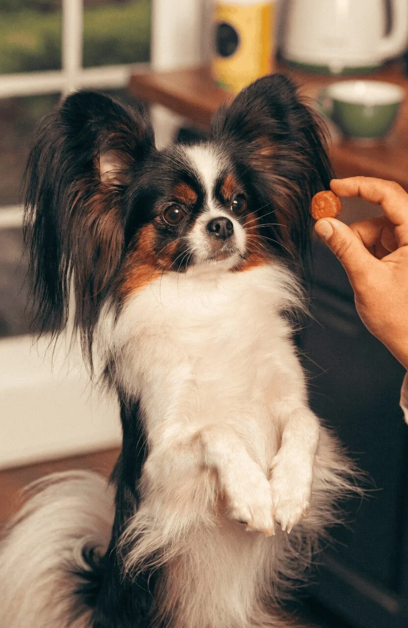 Papillon smartest small dog trick training performance