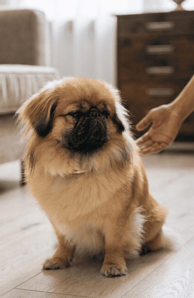 Pekingese unapproachable independent real life portrait