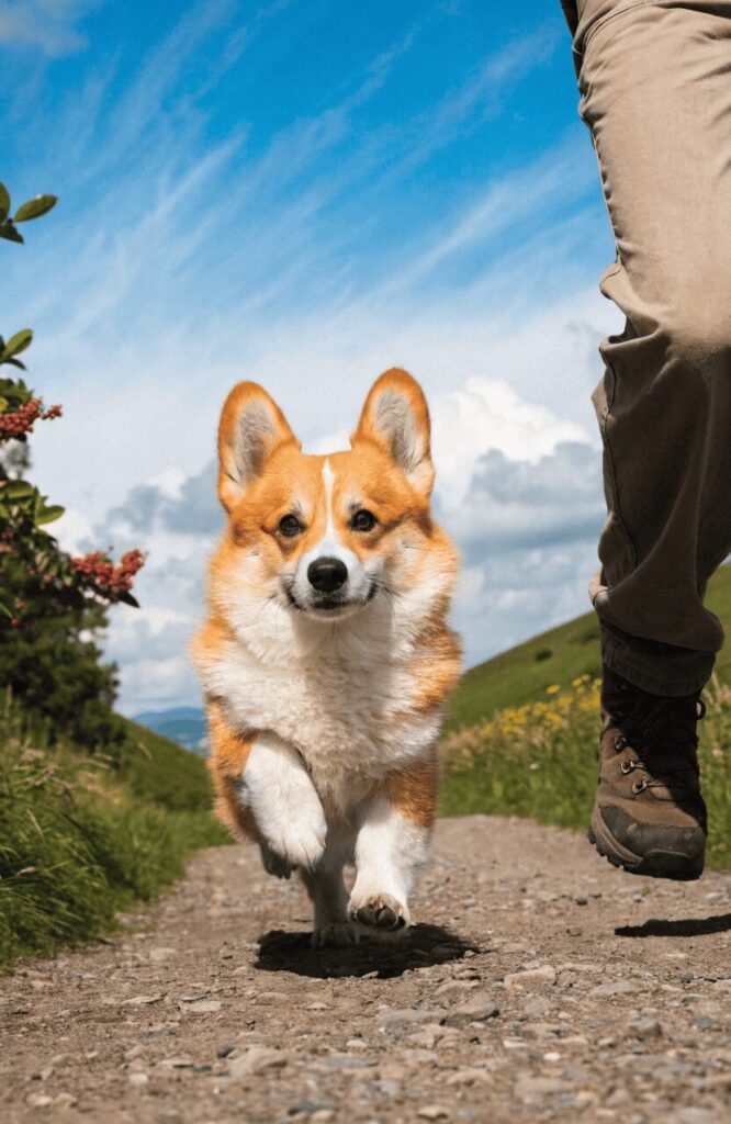Pembroke Welsh Corgi on a moderate hiking trail showing surprising stamina as a small hiking dog