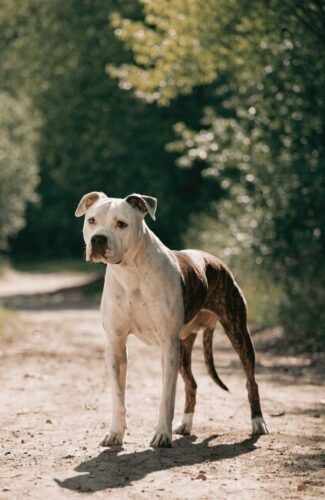 realistic Pit Bull Terrier outdoors natural light