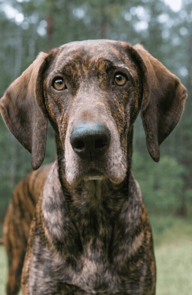 Plott Hound brindle brown rare breed portrait