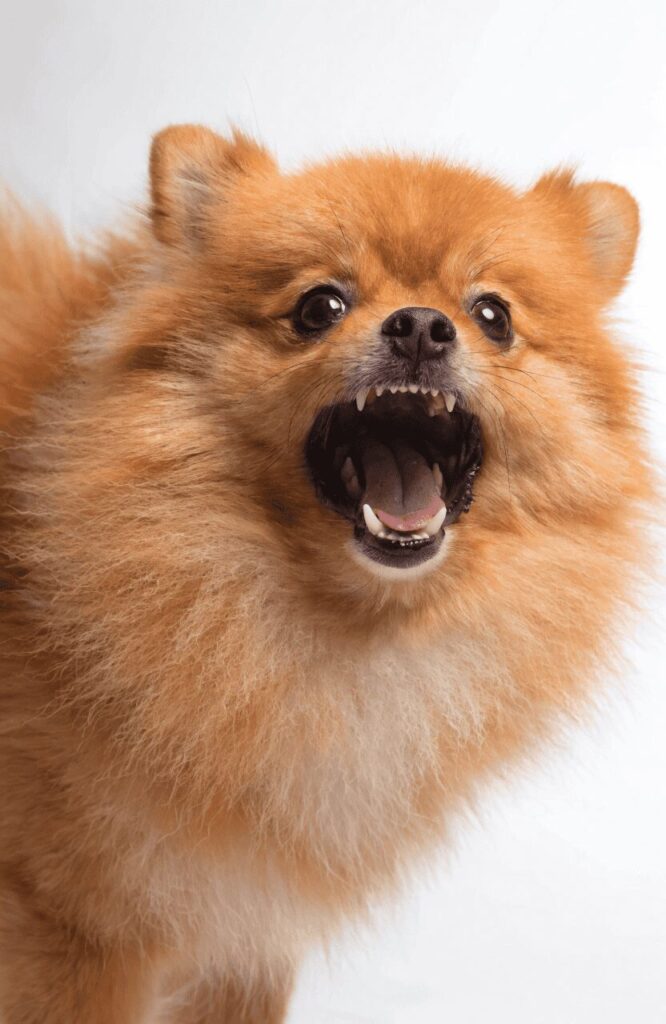 Pomeranian alarm aggression and defensive behavior