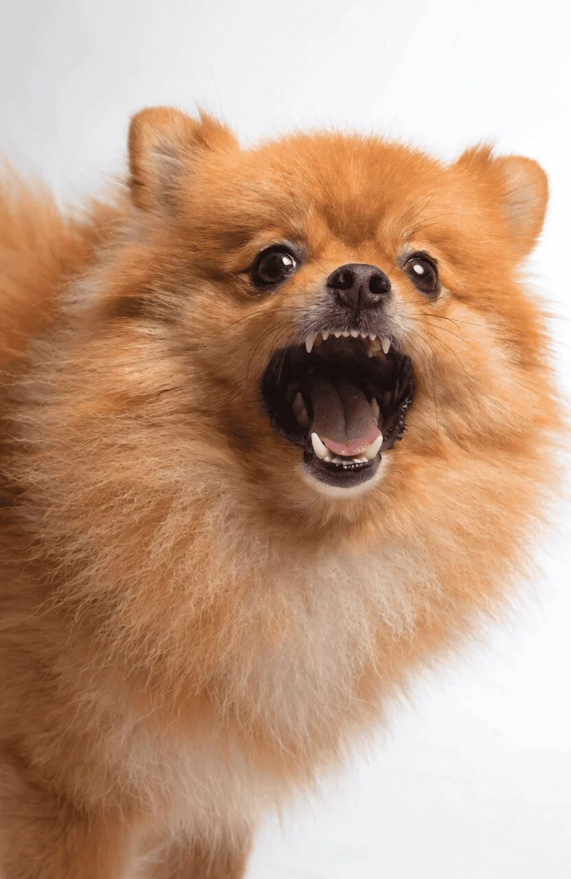 Pomeranian alarm aggression and defensive behavior