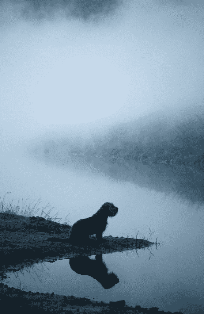 rare dog breeds at risk of extinction conservation photo