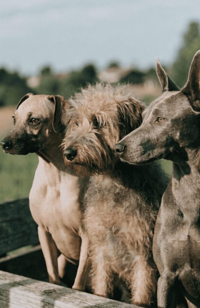 factors that make a dog breed rare