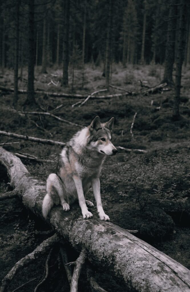 Rare wolf like dog breed photographed in remote taiga forest as if just discovered