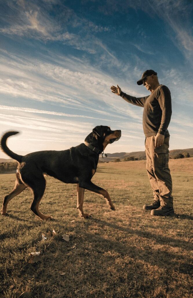 Rottweiler calm confident problem-solving obedience