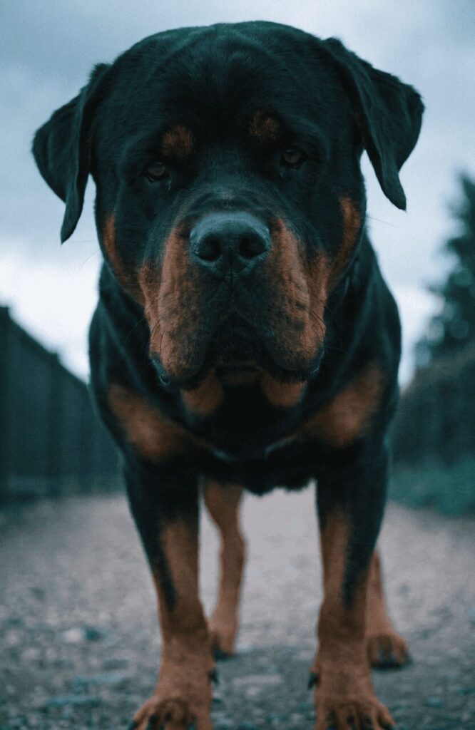 powerful Rottweiler photographed from ground level filling the frame with its massive chest and head on a path