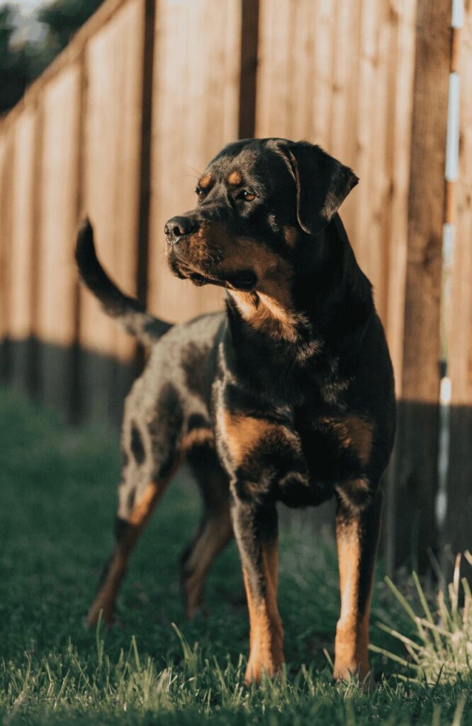 realistic Rottweiler dog natural outdoor portrait